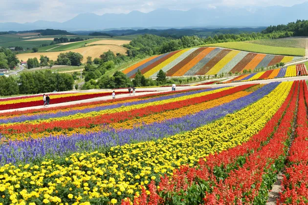 Vasti campi di fiori piantati a strisce orizzontali e colorate su dolci colline, con montagne sullo sfondo.