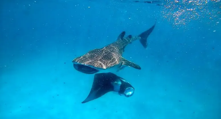 An underwater view of a whale shark and a manta ray swimming close together with open mouths in blue water.