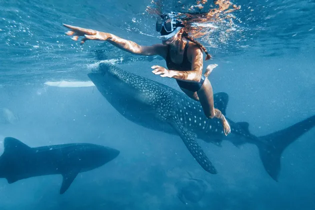 A woman wearing a snorkel mask swims underwater alongside a large whale shark, pointing her arm forward.