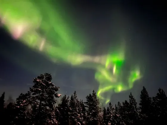 L'aurora boreale verde vibrante danza nel cielo notturno sopra una scura foresta di pini innevati.
