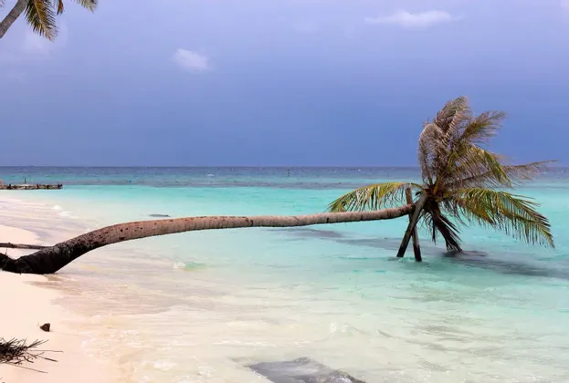 Una palmera crece horizontalmente desde una playa de arena blanca hacia aguas tranquilas de color turquesa bajo un cielo azul oscuro.