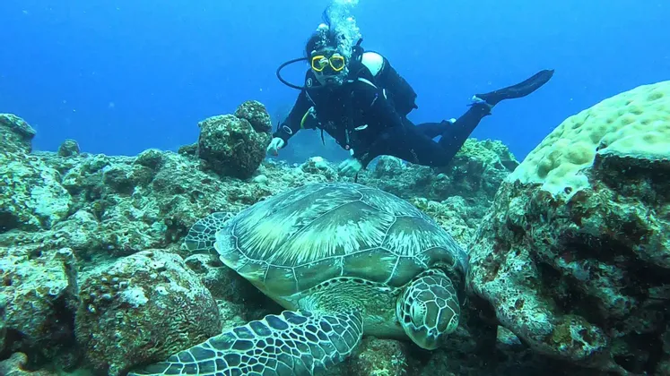 Un subacqueo nuota in acqua blu sopra una grande tartaruga marina che riposa su una barriera corallina rocciosa.