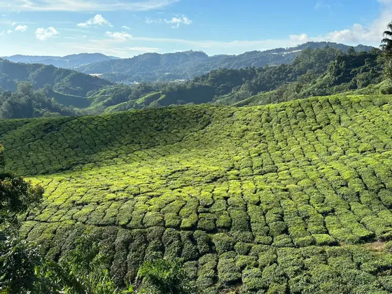 Una vasta piantagione di tè con file di arbusti di un verde vibrante copre dolci colline, con una catena montuosa in lontananza.