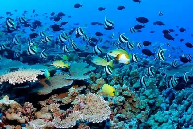 Bancos de peces tropicales, incluyendo ídolos moros blanquinegros y peces mariposa amarillos, nadan sobre un arrecife de coral vibrante.