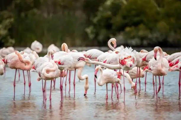 Un grande stormo di fenicotteri rosa che stanno insieme in acqua bassa con vegetazione verde sullo sfondo.