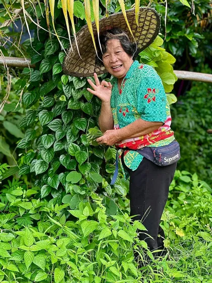 Un'anziana signora sorridente con un cappello di paglia fa il segno 'OK' con la mano mentre si trova tra un rigoglioso fogliame verde.