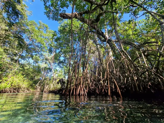 Una vista dalla superficie dell'acqua di una fitta foresta di mangrovie, con le sue radici aggrovigliate visibili nell'acqua limpida sottostante.