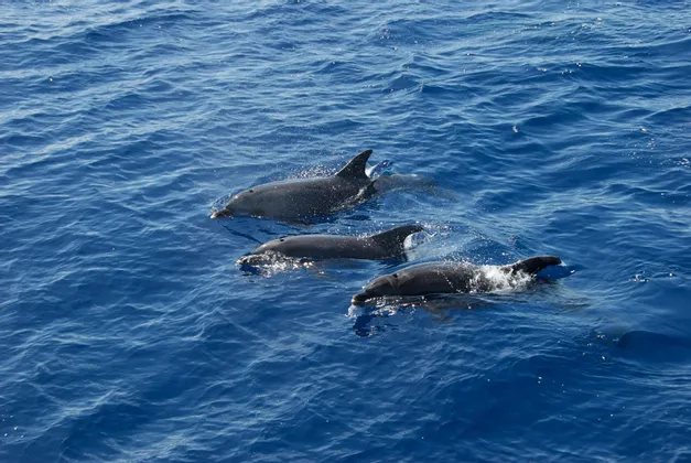 Tre delfini nuotano all'unisono vicino alla superficie dell'oceano blu e increspato.