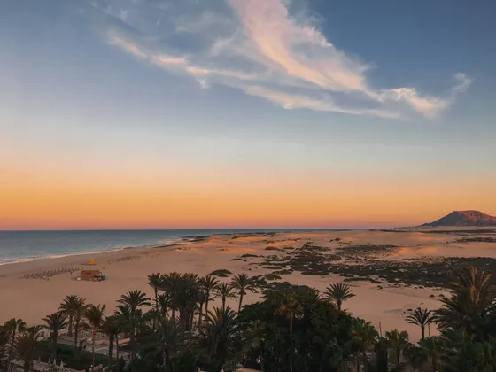 Paesaggio di una spiaggia di sabbia e dune che costeggiano l'oceano, con palme in primo piano al tramonto.