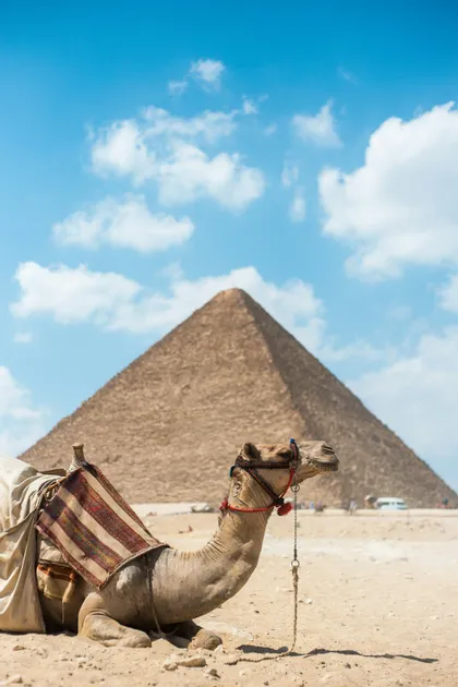 Un cammello sellato riposa sulla sabbia nel deserto con una grande piramide sullo sfondo sotto un cielo blu.
